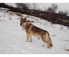 cuccioli di cane lupo cecoslovacco - Immagine 2