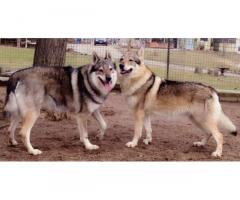 cuccioli di cane lupo cecoslovacco - Immagine 4