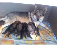 cuccioli di cane lupo cecoslovacco - Immagine 5