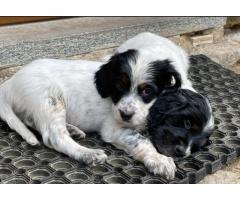 Cuccioli di setter inglese con pedigree - Immagine 3