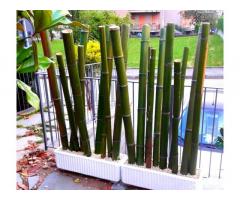 Vendo canne di bambù bambu con diametro da 1 cm. fino a 10 cm. - Immagine 4