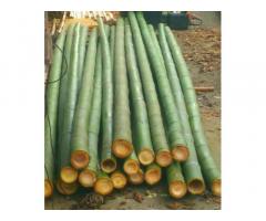 Vendo canne di bambù bambu con diametro da 1 cm. fino a 10 cm. - Immagine 5