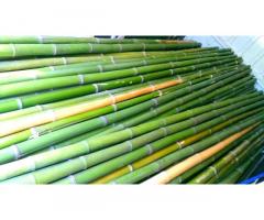 Vendo canne di bambù bambu con diametro da 1 cm. fino a 10 cm. - Immagine 6