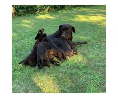 Labrador cioccolato cuccioli - Immagine 2