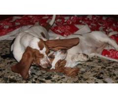 Cucciole di Bassethound con pedigree - Immagine 2