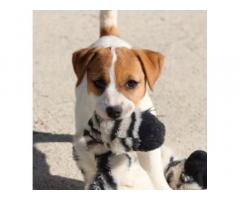 Cuccioli Jack russell terrier - Immagine 2