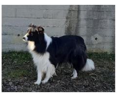 Cucciolo di Border Collie con pedigree - Immagine 3