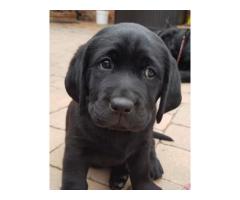 Labrador cuccioli pedigree - Immagine 2
